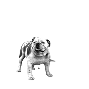 Grayscale Photo Of English Bulldog – cat PNG with transparent background