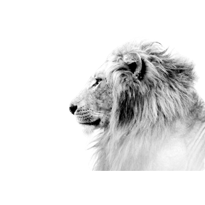 Grayscale Photo Of Lion – cat PNG with transparent background