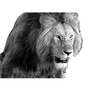Grayscale Photo Of Lion Head – cat PNG with transparent background