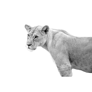 Grayscale Photo Of Lioness On Grass Field – cat PNG with transparent background