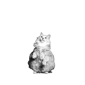 Grayscale Photo Of Long Fur Cat – cat PNG with transparent background