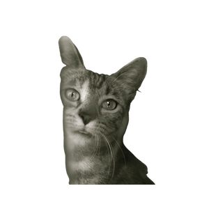 Grayscale Photo Of Tabby Cat – cat PNG with transparent background
