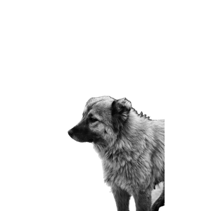 Grayscale Photo Of Wolf On Snow Covered Ground