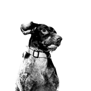 Grayscale Photography Of Adult Duck Trolling Retriever