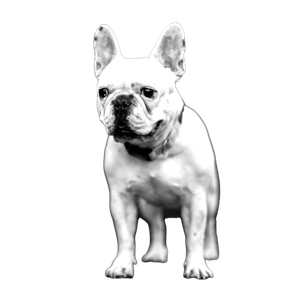 Related cat image: Grayscale Photography Of Adult French Bulldog Looking At Direction