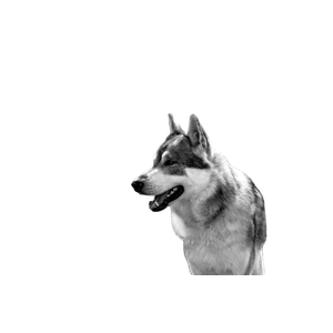 Grayscale Photography Of Wolf In Snow Field