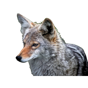 Grey And Brown Fox On Green Grass During Daytime