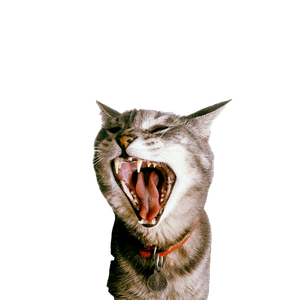 Cat PNG image: Grey And White Cat With Mouth Open - transparent background