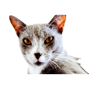 Grey And White Cat With Yellow Eyes - Cat PNG image with transparent background