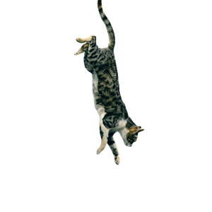 Grey And White Short Fur Cat Jumping Down - Cat PNG image with transparent background