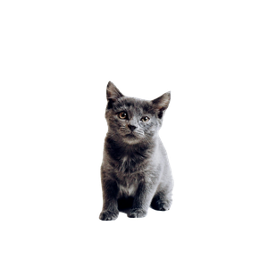 Grey Cat - Cat PNG image with transparent background