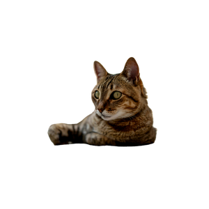 Grey Cat On Grey Surface - Cat PNG image with transparent background