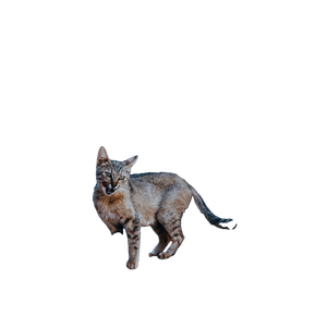 Cat PNG image: Grey Cat On Rock - transparent background
