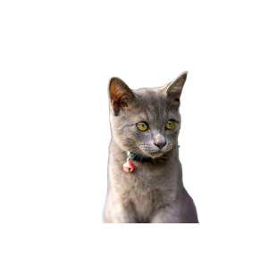 Grey Kitten - Cat PNG image with transparent background