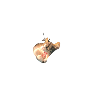 Grey Kitten On Blanket – cat PNG with transparent background