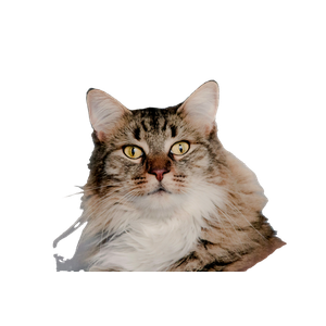 Grey Maine Coon Closeup Photography – cat PNG with transparent background