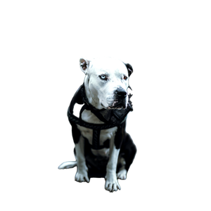 Grey Scale Photography Of Dog Sitting On Ground – cat PNG with transparent background
