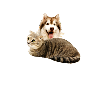 Grey Tabby Cat Beside Short Coat Brown And White Dog