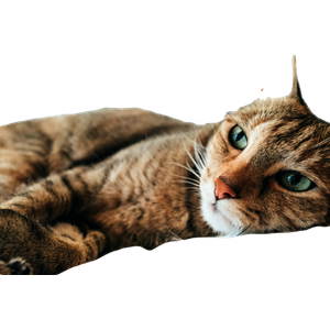 Cat PNG Images - Free Transparent Cat Pictures for Download