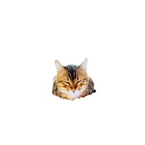 Cat PNG image: Grey Tabby Cat On Beige Fur Surface - transparent background