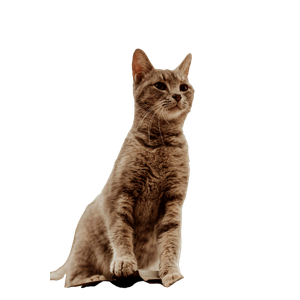Cat PNG image: Grey Tabby Cat On Roof - transparent background
