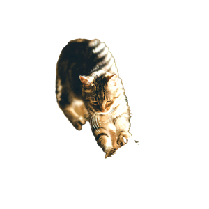 Grey Tabby Cat Scratching On Sofa - Cat PNG image with transparent background