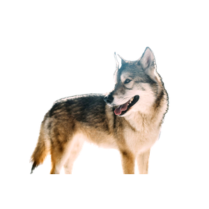 Grey Wolf On Snow Field