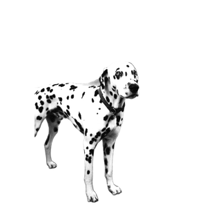 Harley Quinn Great Dane – cat PNG with transparent background
