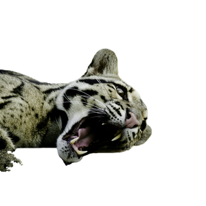 Cat PNG image: Howling Bengal Cat - transparent background
