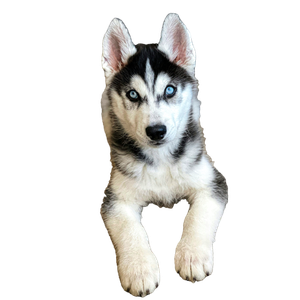 Husky Puppy – cat PNG with transparent background
