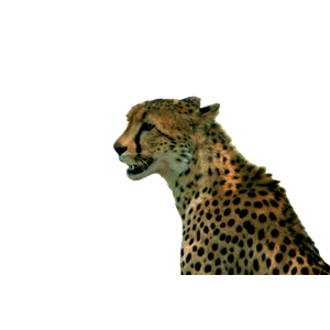 Jaguar Sitting On Grass – cat PNG with transparent background
