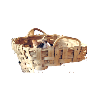 Kitten In Work Wicker Basket – cat PNG with transparent background