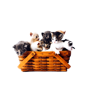 Kittens In Basket – cat PNG with transparent background