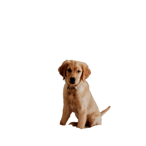 Labrador Retriever On Bed Inside Room – cat PNG with transparent background