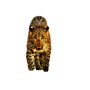 Leopard Animal Near Fence – cat PNG with transparent background