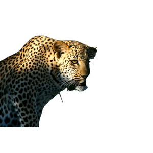 Leopard In Close Up Photography – cat PNG with transparent background