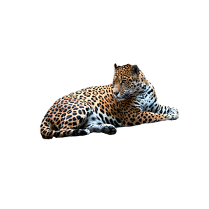 Leopard Laying On Large Rock – cat PNG with transparent background
