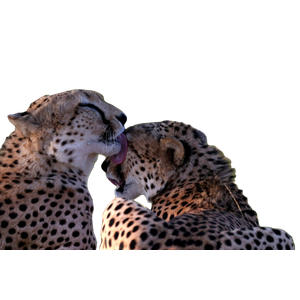 Leopard Licking Another Leopard'S Face