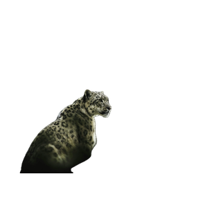 Leopard Looking At The Right – cat PNG with transparent background