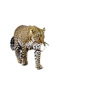 Leopard On Grass – cat PNG with transparent background