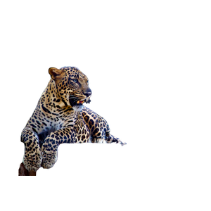 Leopard On Table Top – cat PNG with transparent background