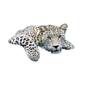 Leopard On Tree Branch – cat PNG with transparent background