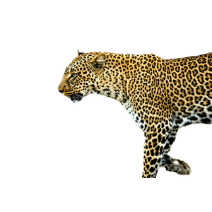 Leopard Walking Outdoor – cat PNG with transparent background