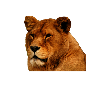 Lion'S Portrait – cat PNG with transparent background