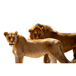 Lion And Lioness During Daytime – cat PNG with transparent background