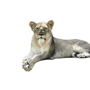 Lion Laying On Gray Stone – cat PNG with transparent background