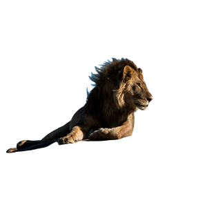 Lion Laying On Ground Facing Sideways – cat PNG with transparent background