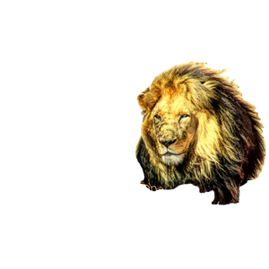 Lion Lying On Brown Grass During Daytime