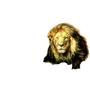 Lion Lying On Brown Grass During Daytime