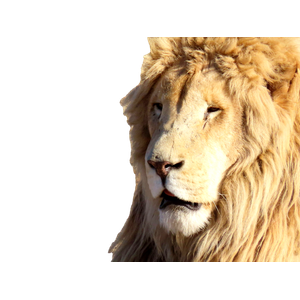Lion Lying On Brown Grass During Daytime